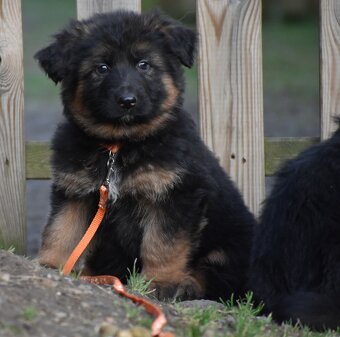 Německý ovčák s PP - 2