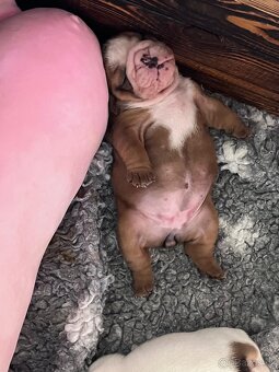 Anglický buldok s PP - 2