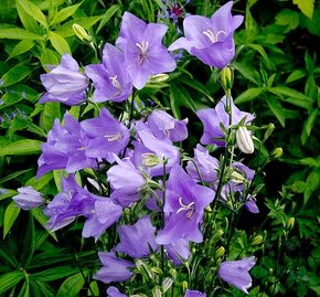 Zvonek broskvolistý - Campanula persicifolia 1000 semen 50 K - 2