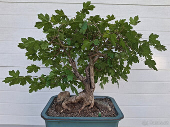 9-bonsaj-Javor polní, babyka (Acer campestre) - 2