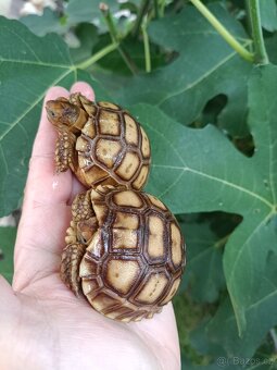 Želva ostruhatá, Geochelone Sulcata mláďata - 2