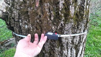 Ořech strom za odvoz - 2