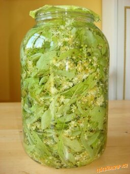 Prodám sušené šipky, lipový květ,.... - 2