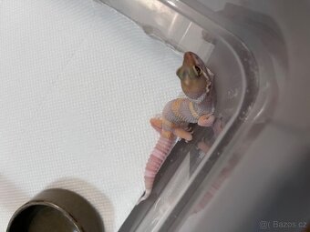 Samička gekončíka nočního - 2