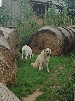 Kangalský pastevecký pes- štěňátka s pp - 2