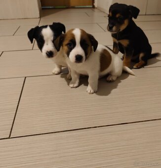 Jack Russell - 2