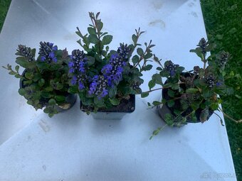 Zběhovec plazivý - 2