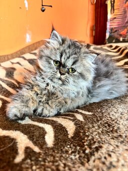 Perské koťátko bez pp - 2