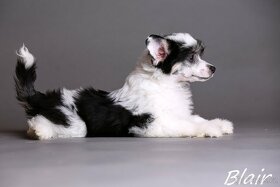 Čínsky chocholatý pes - šteniatka - 2