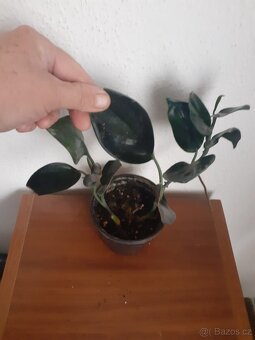 Rhaphidophora - 2