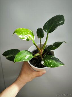 Philodendron White princess - 2
