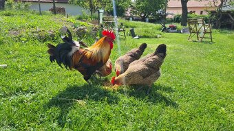 NV - česká zlatá kropenka, Hlušice u Nového Bydžova - 2