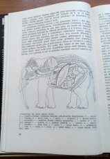 Hlasy džungle - 2