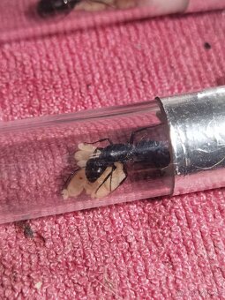 Camponotus vagus - 2