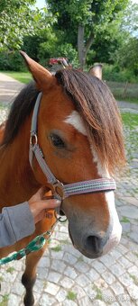 Velšský horský pony -welsh mountaine pony - 2