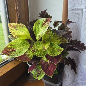 Kopřivy mix, velké květníky - 2