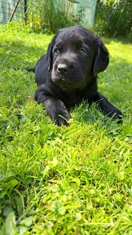 Labradorský retrívr s PP - 2