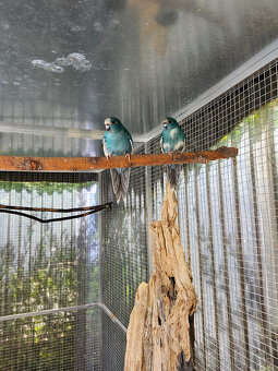 PRODÁM KAKARIKI RUDOČELÉ-MODRÁ STRAKA - 2