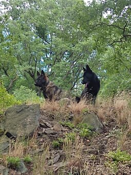 Německý ovčáci bez PP - 2