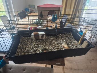 Daruji US teddy morče - 2