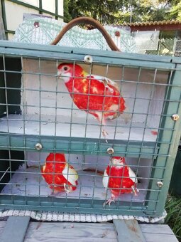 Rosela Rubíno samice - 2