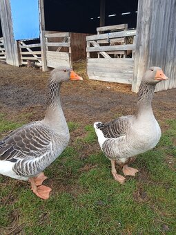 Prodám husy - Landéská - 2