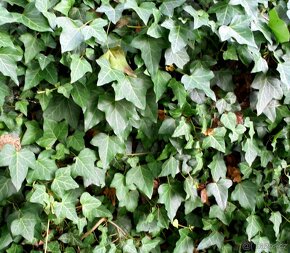 Ostřice, ibišek, huseník, orlíček, břečťan, touleň... - 2