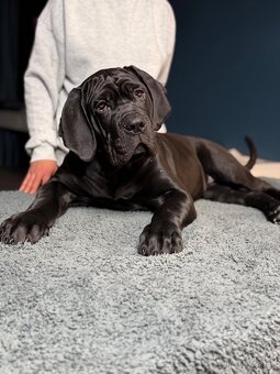 Cane Corso štěně 3,5 měsíce - 2