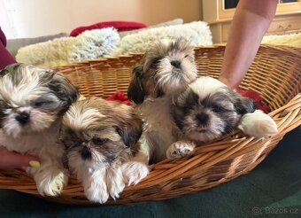 Štěňata Shih - Tzu - 2