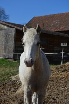 Roční pony valach - 2