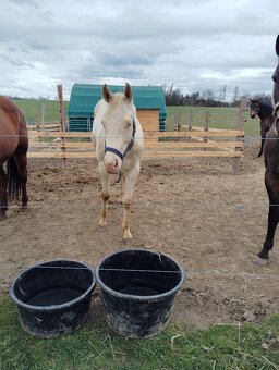 Quarter horse valach - 2