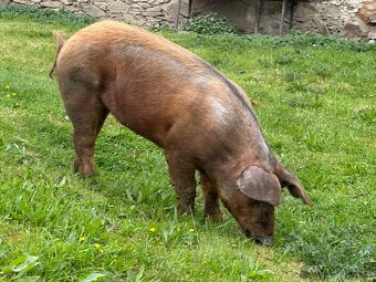 Duroc-sviňka - 2