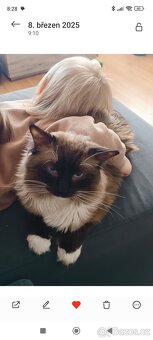 Nabidka krytí ragdoll seal mitted bez PP - 2