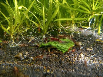 krevetky neocaridina - 2