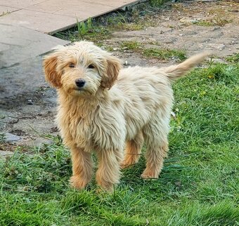 Goldendoodle F1 fenka - 2