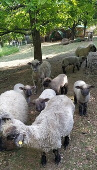 Jehňata k výpasu sadu i zahrady - 2