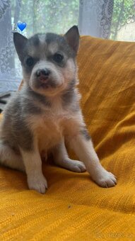 Prodáme štěnata husky bez pp - 2