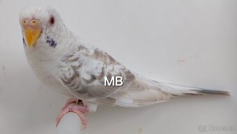 Kroměříž. Fallow Blackwing čiernokridle andulky - 2
