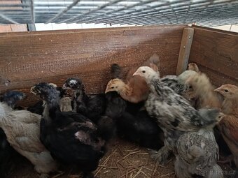 Prodám kuřata Brahmánka velká - 2