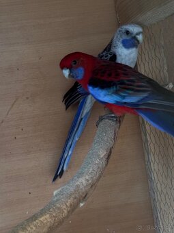 Prodám chovný pár penantů - 2