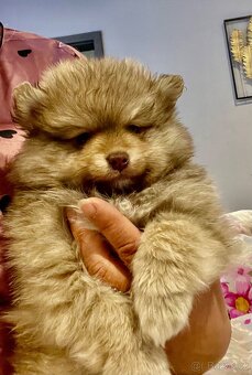 Německý Špic malý - 2