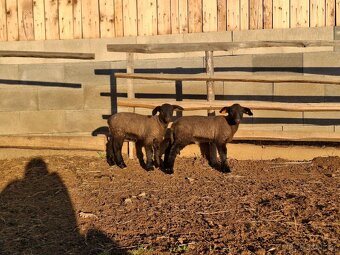 Jehňata Suffolk - 2