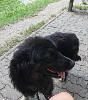 Hlídání a venčení - 2