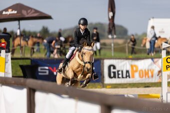 Sportovní pony klisna - 2
