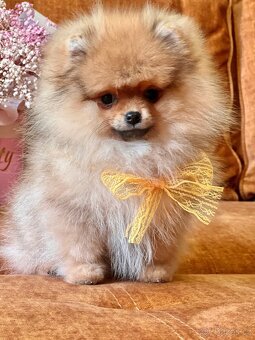 Holčička pomeranian - 2