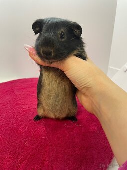 Morče hladké samička otter černá s PP - 2