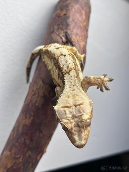 Mláďata pakegonů řasnatých - 2