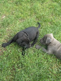 Cane corso bez pp - 2
