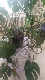Filodendron - monstera. Pokojová květina. - 2