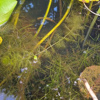 Utricularia australis, masožravá rostlina do jezírka - 2